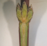 복숭아 정상 이미지