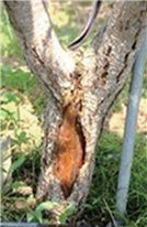 원줄기 밑둥의 동해 양상 이미지