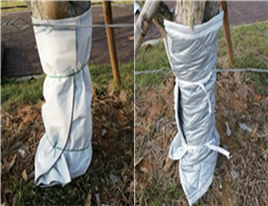 보온용 패드를 활용한 밑둥 보온 이미지