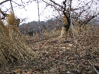 주간부 짚 피복 이미지