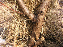 짚 피복부위 주간부(정상) 이미지