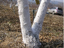 주간부 백색도포(탄산칼슘) 이미지