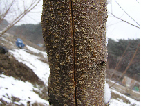 주간부 터짐현상 발생 이미지