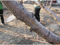 가지 터짐현상 발생 이미지