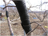 가지 터짐부 부직포 피복 이미지